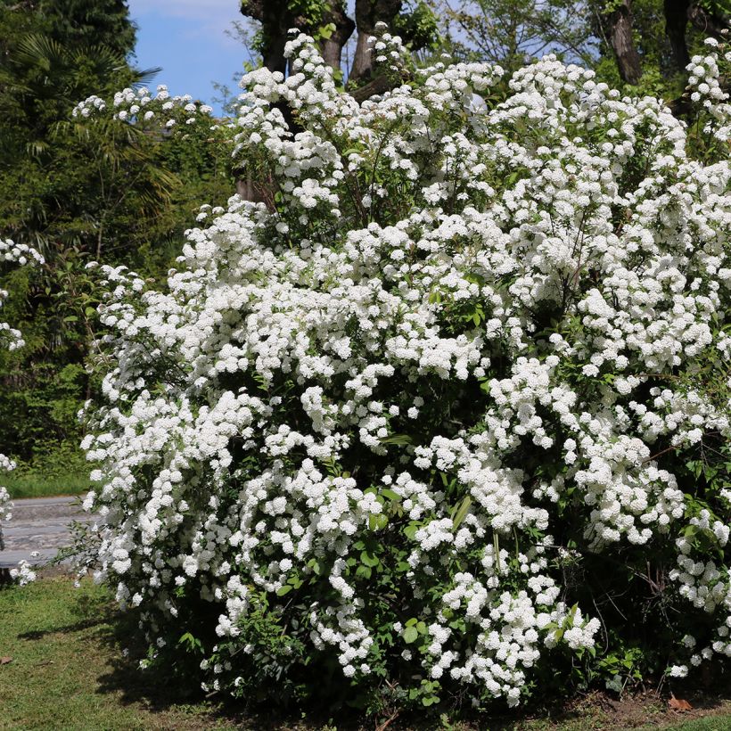 Viorne, Laurier-tin - Viburnum tinus (Plant habit)