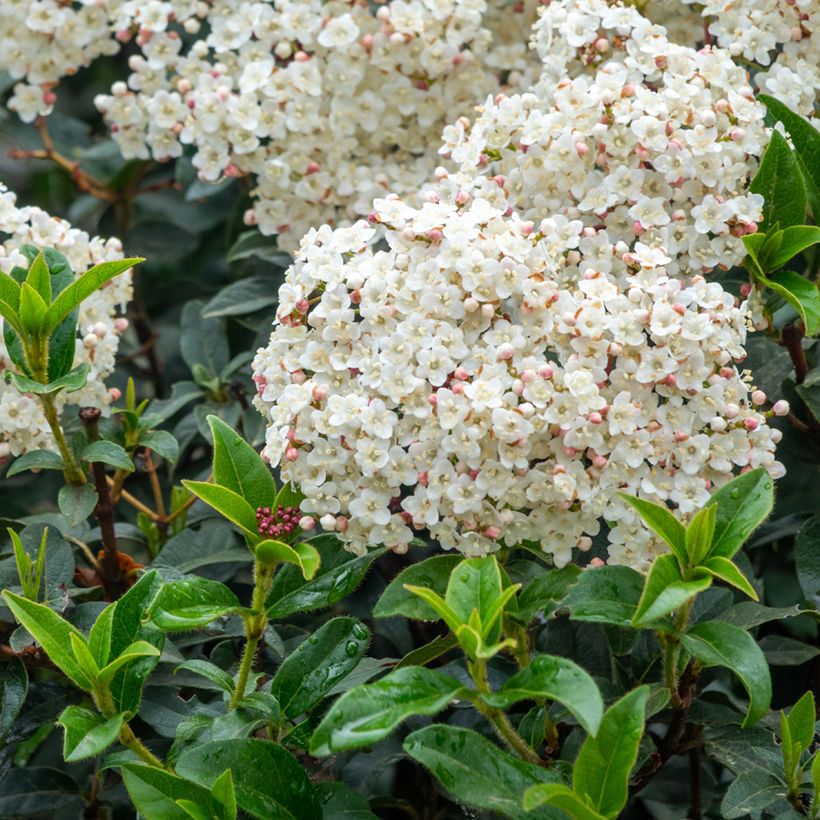 Viorne, Laurier-tin - Viburnum tinus (Flowering)