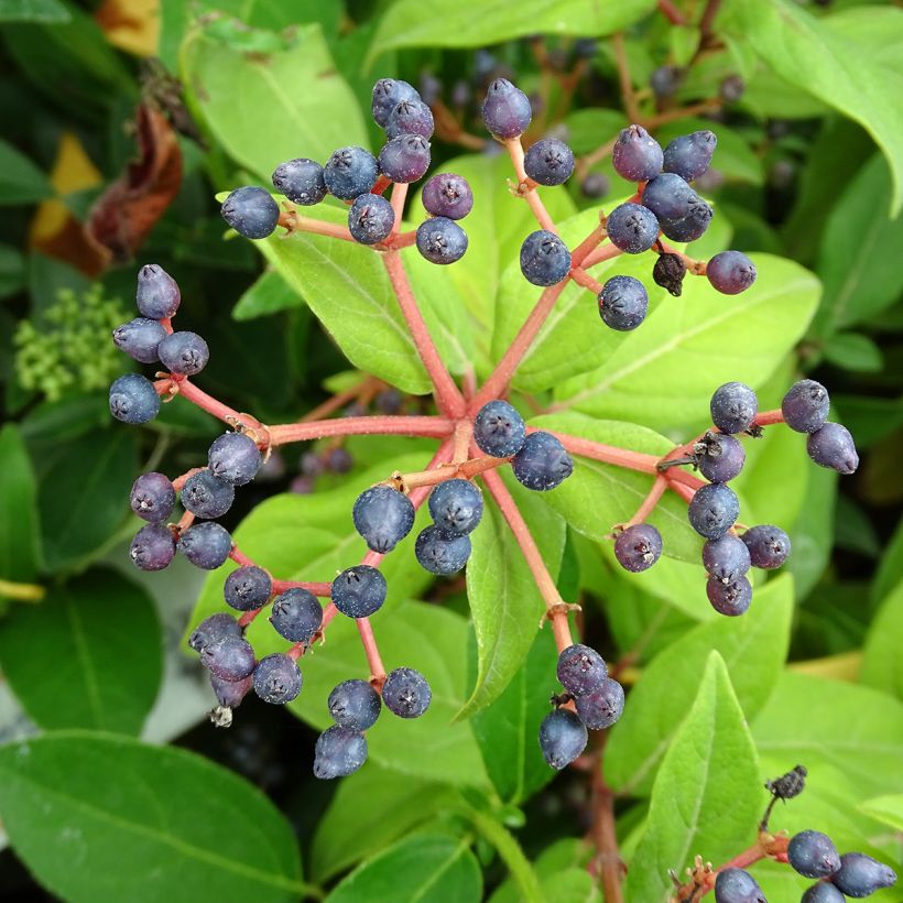 Viorne, Laurier-tin - Viburnum tinus (Harvest)