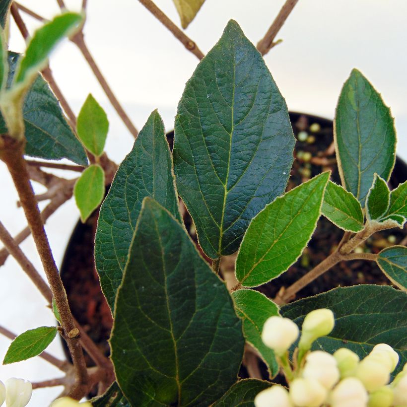 Viorne - Viburnum Eskimo (Foliage)