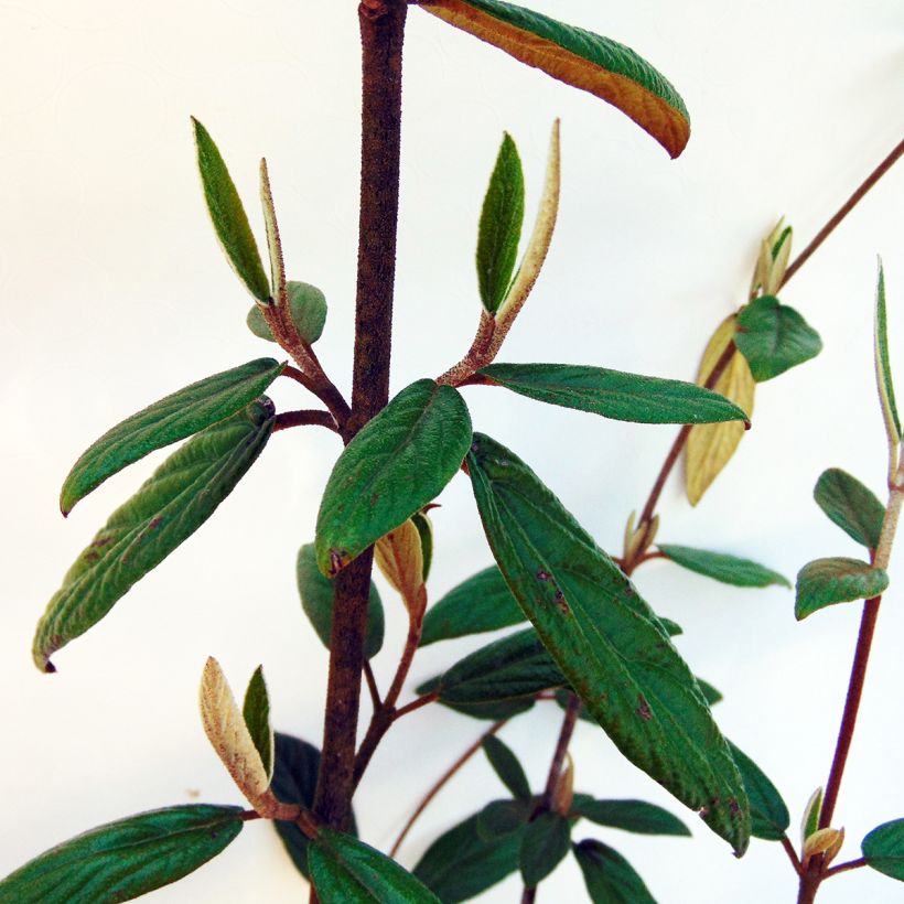 Viorne de Prague - Viburnum Pragense (Foliage)