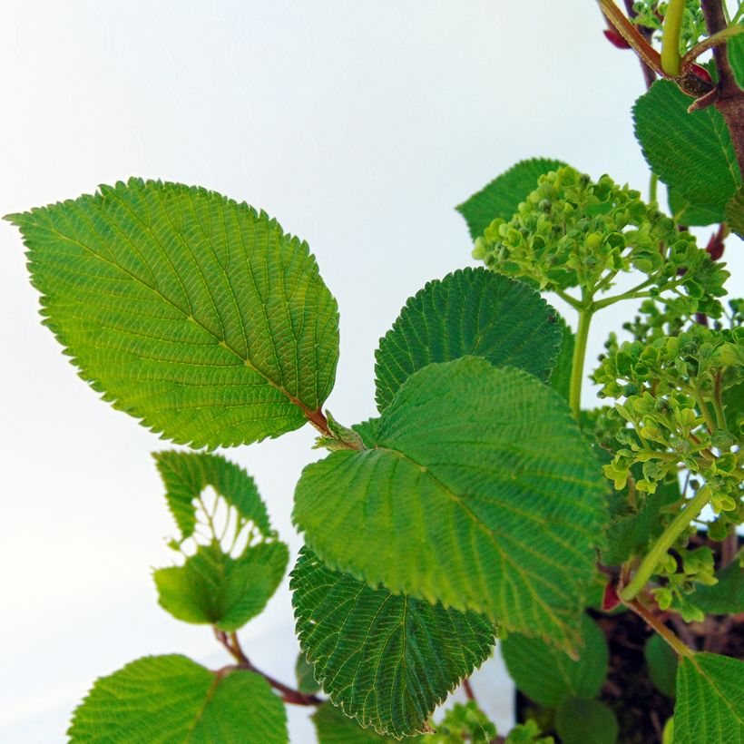 Viorne - Viburnum plicatum Grandiflorum (Foliage)