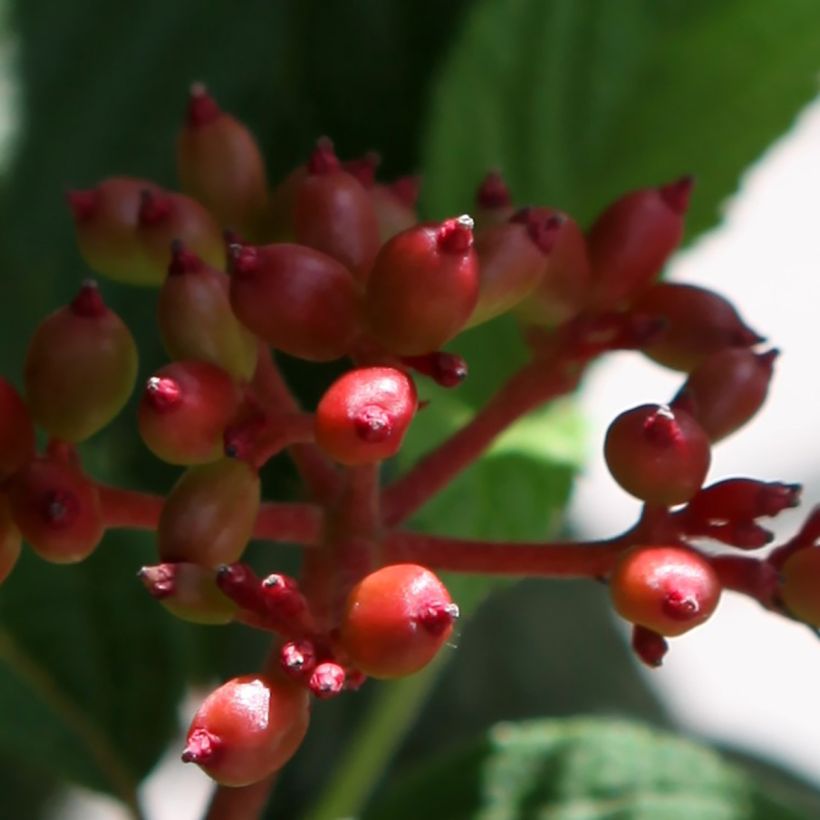 Viorne - Viburnum plicatum Pinkimono (Harvest)