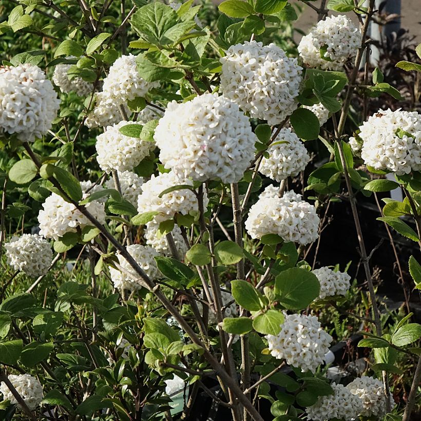 Viorne - Viburnum (x) carlcephalum  (Flowering)