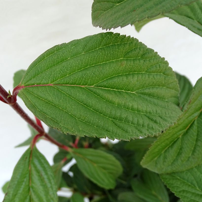Viorne d'hiver - Viburnum bodnantense Charles Lamont. (Foliage)
