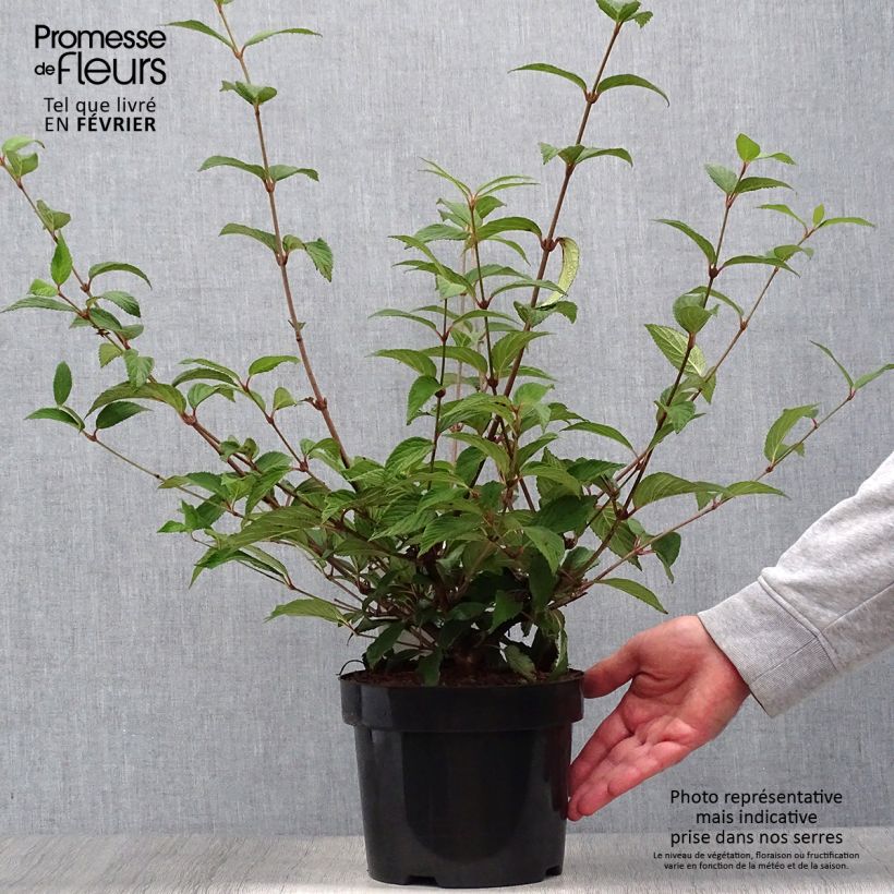 Example of Viorne de Chine - Viburnum plicatum Kilimanjaro Sunrise Pot de 2L/3L as you get in automne