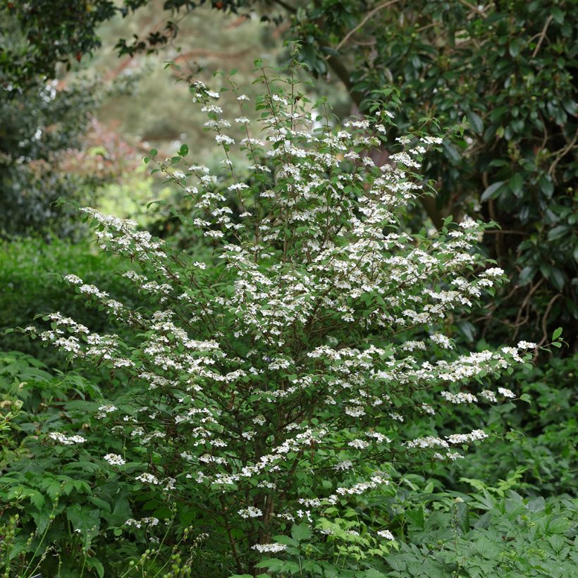 Viorne de Chine - Viburnum plicatum Kilimanjaro Sunrise (Plant habit)