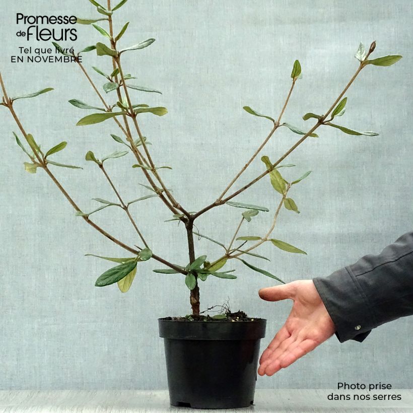 Example of Viorne de Prague - Viburnum Pragense Pot de 3L/4L as you get in automne