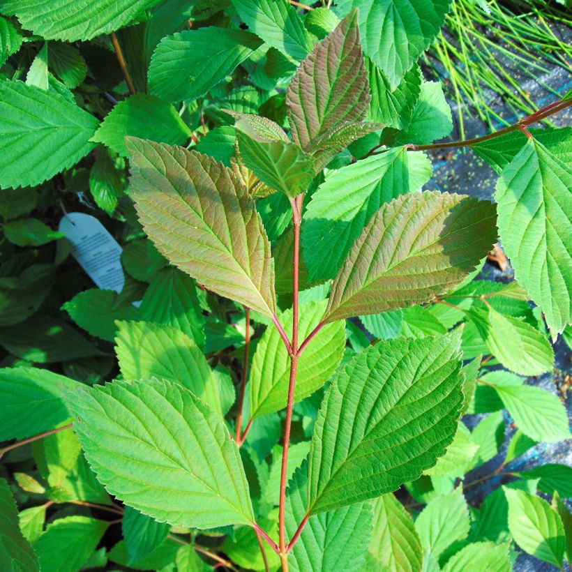 Viorne d'hiver - Viburnum farreri (fragrans) (Foliage)