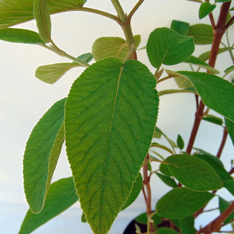 Viorne lantane - Viburnum lantana Mohican (Foliage)