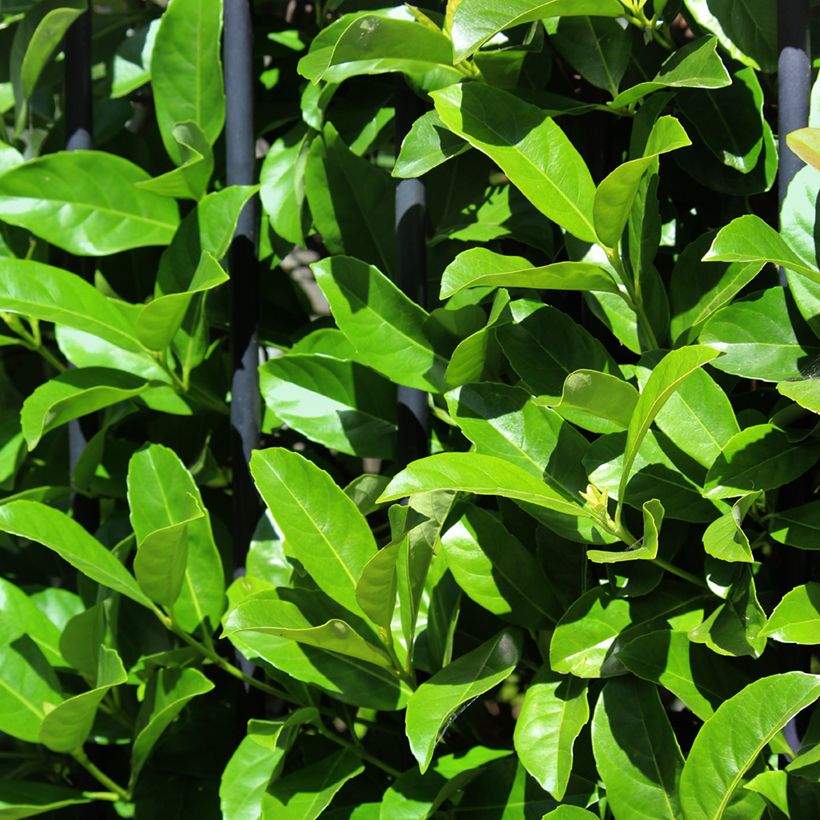 Viorne odorante - Viburnum odoratissimum (Foliage)