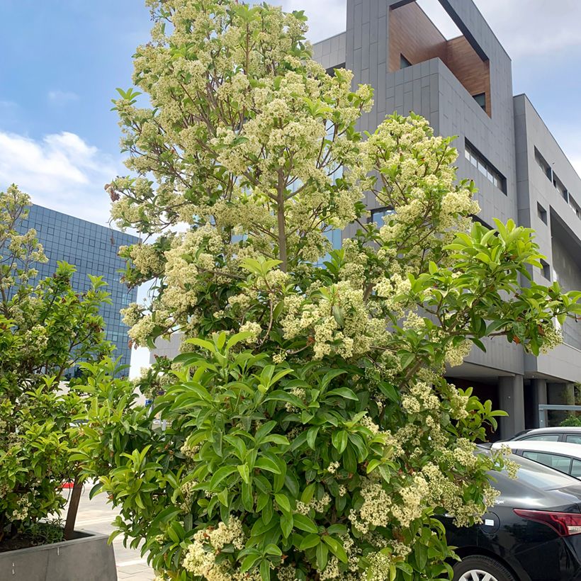 Viorne odorante - Viburnum odoratissimum (Plant habit)