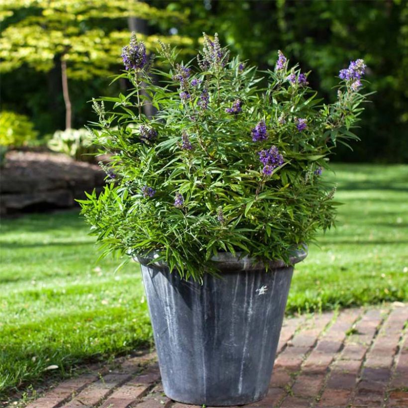 Vitex agnus-castus Blue Puffball - Gattilier (Plant habit)