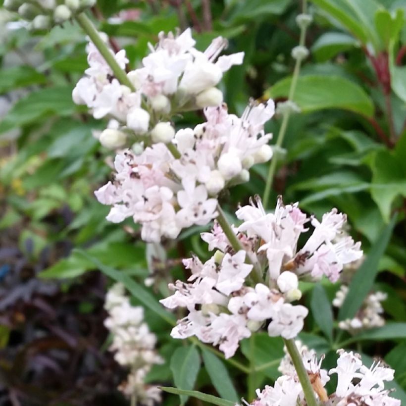 Vitex agnus-castus Albus - Gattilier blanc (Flowering)