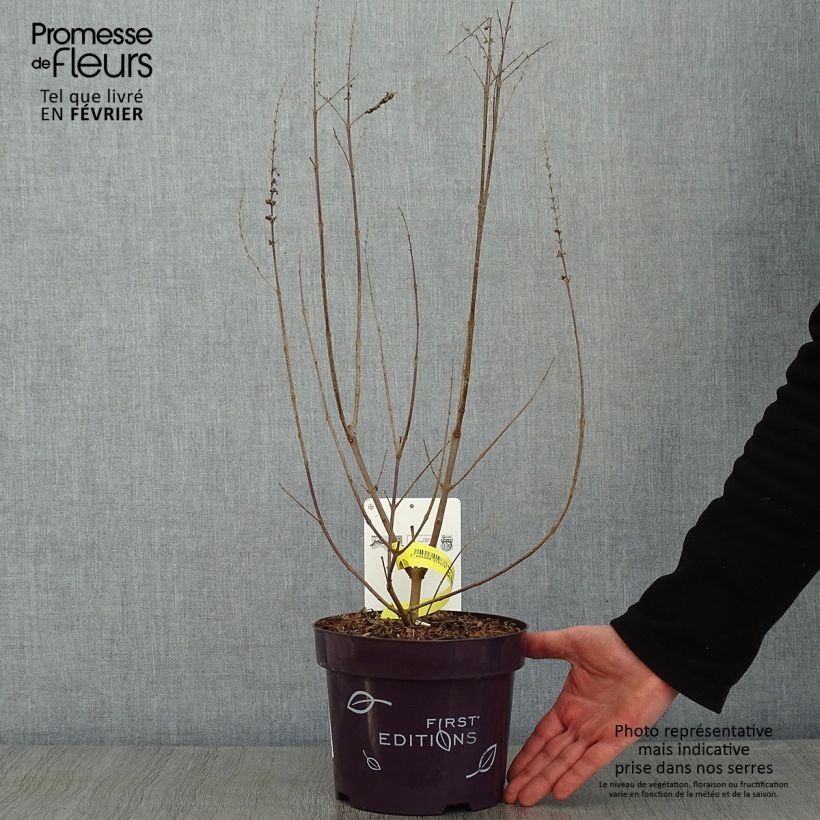 Example of Vitex agnus-castus Galactic Pink - Gattilier Pot de 3L/4L as you get in hiver