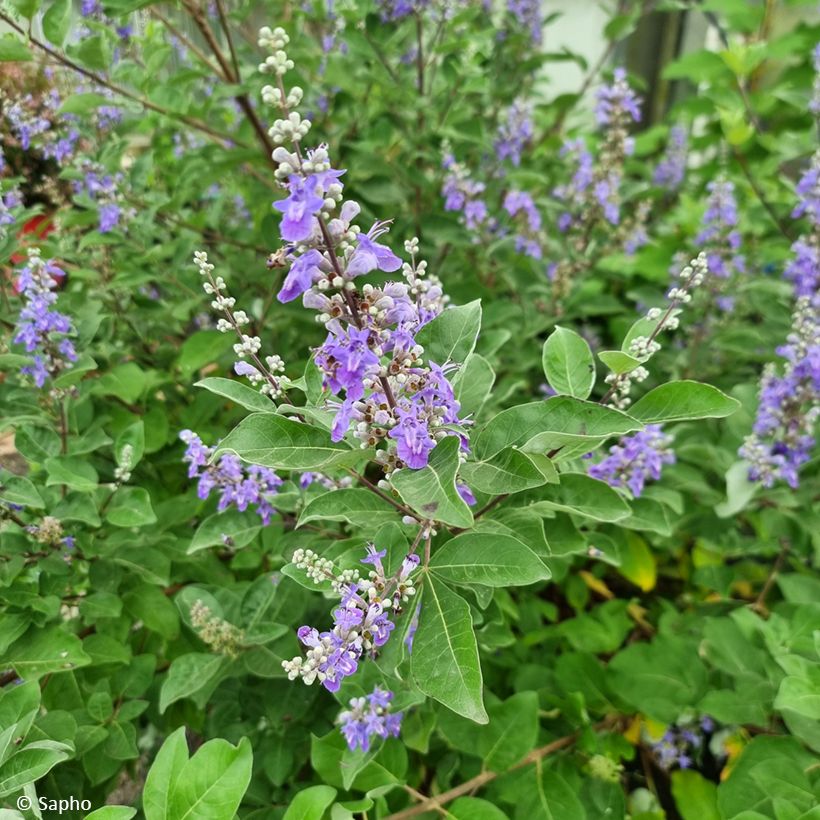Vitex x agnus-castus Chicagoland Blues - Gattilier (Flowering)