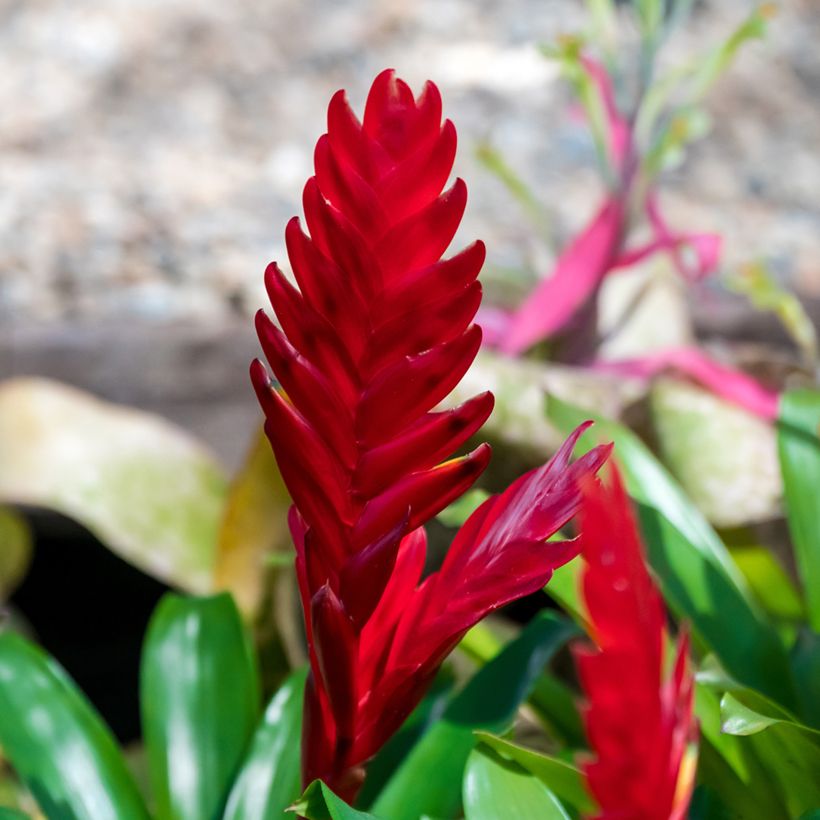 Vriesea Christiane (Flowering)