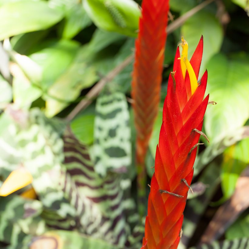 Vriesea Favoriet (Flowering)