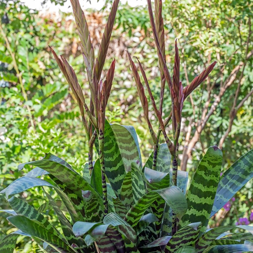 Vriesea Favoriet (Plant habit)