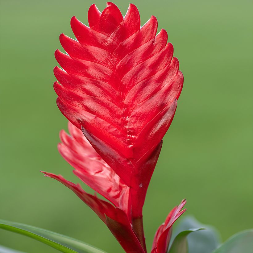 Vriesea Kallisto (Flowering)
