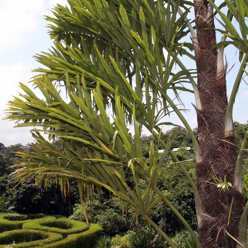 Wallichia disticha - Palmier (Foliage)