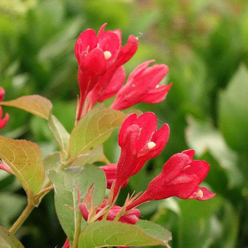 Weigela All Summer Red (Flowering)
