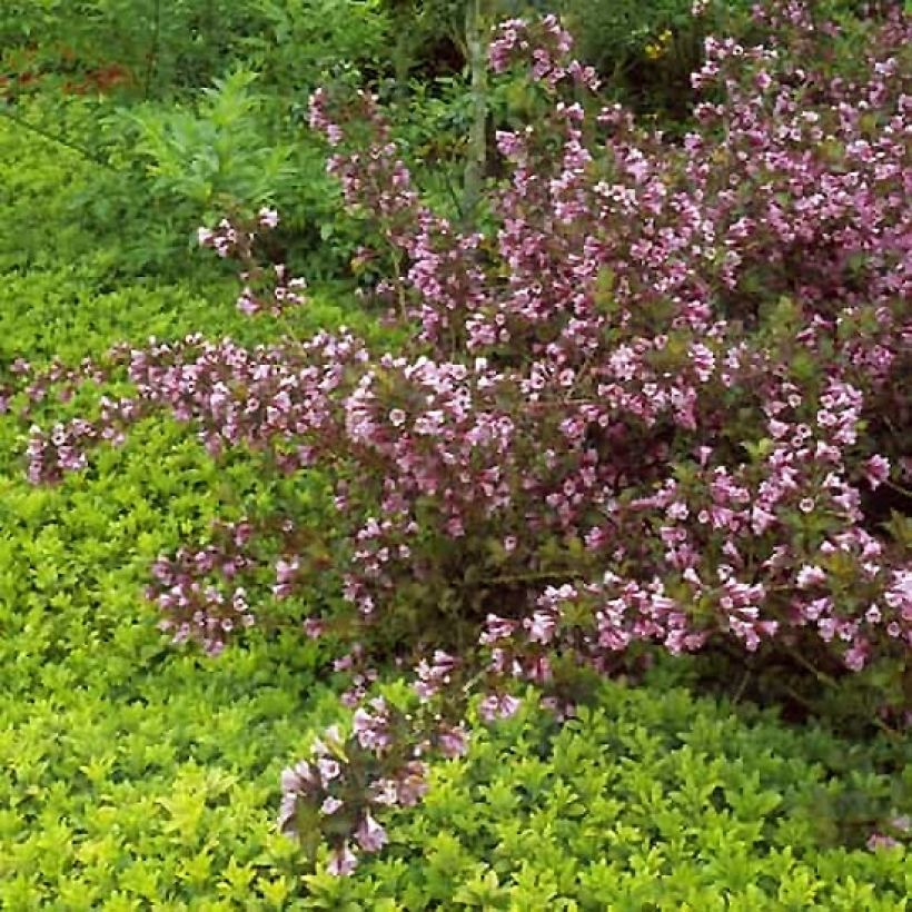 Weigela florida Foliis Purpureis - Weigela florida Purpurea - Weigelia pourpre (Plant habit)