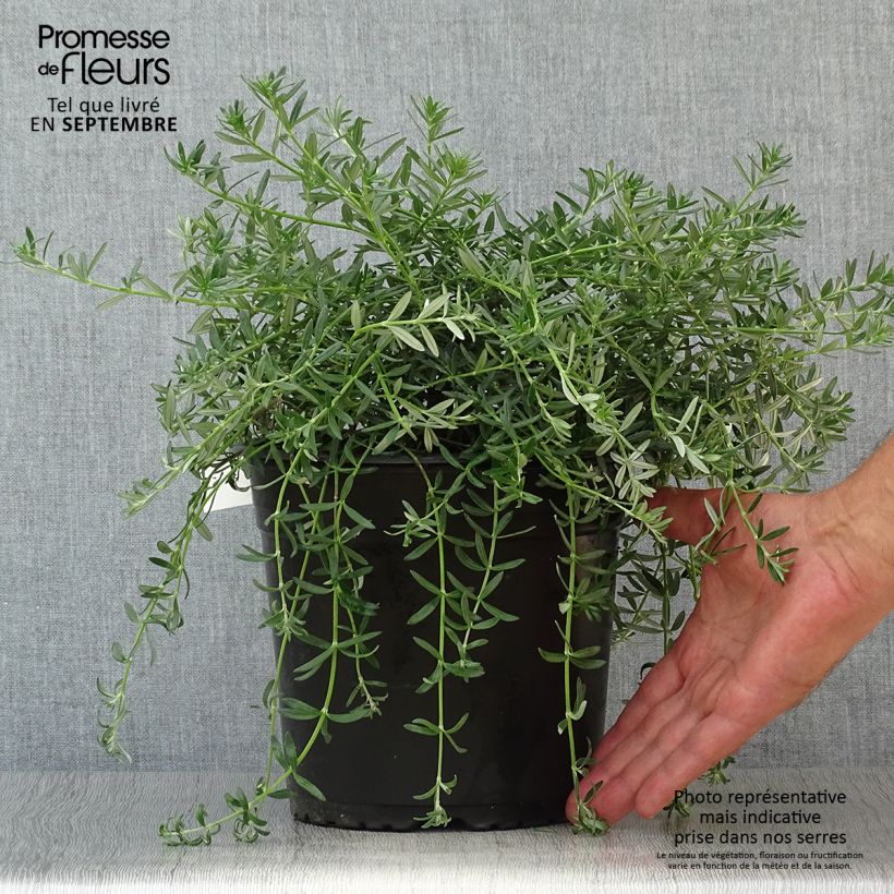 Example of Westringia fruticosa Mundi - Romarin d'Australie Pot de 3L/4L as you get in automne