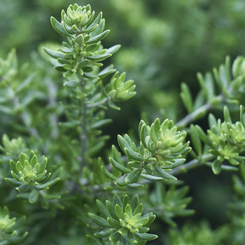 Westringia fruticosa Mundi - Romarin d'Australie (Foliage)