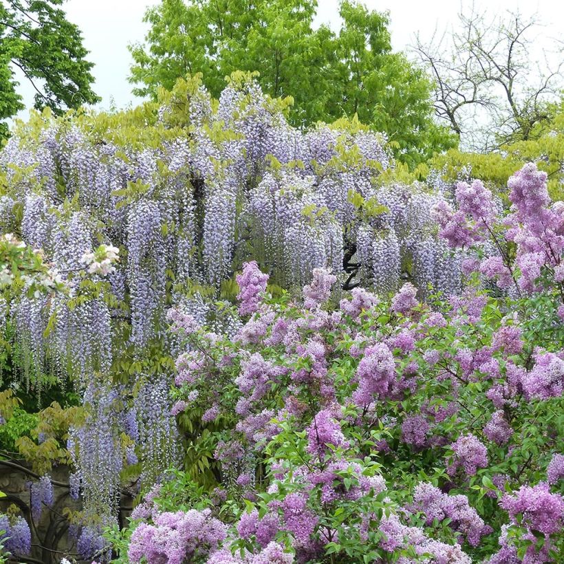 Glycine japonaise - Wisteria floribunda Macrobotrys De Belder (Plant habit)