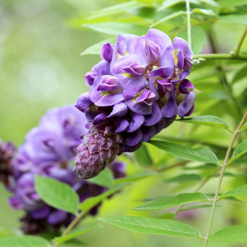 Wisteria frutescens Amethyst Falls - Glycine d'Amérique  (Flowering)