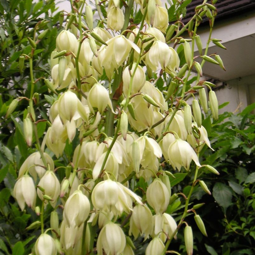 Yucca elephantipes Jewel - Yucca pied d'éléphant panaché (Flowering)