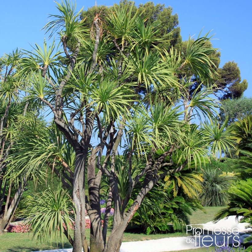 Yucca elephantipes Jewel - Yucca pied d'éléphant panaché (Plant habit)