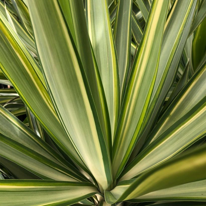 Yucca elephantipes Jewel - Yucca pied d'éléphant panaché (Foliage)