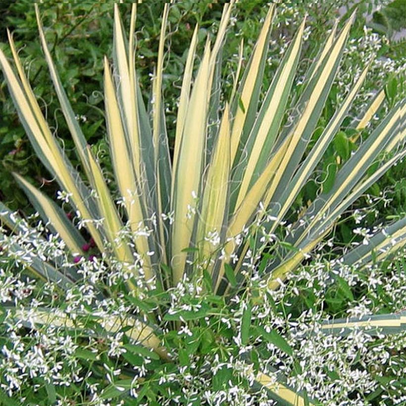 Yucca filamentosa Colour Guard - Yucca filamenteux panaché (Foliage)