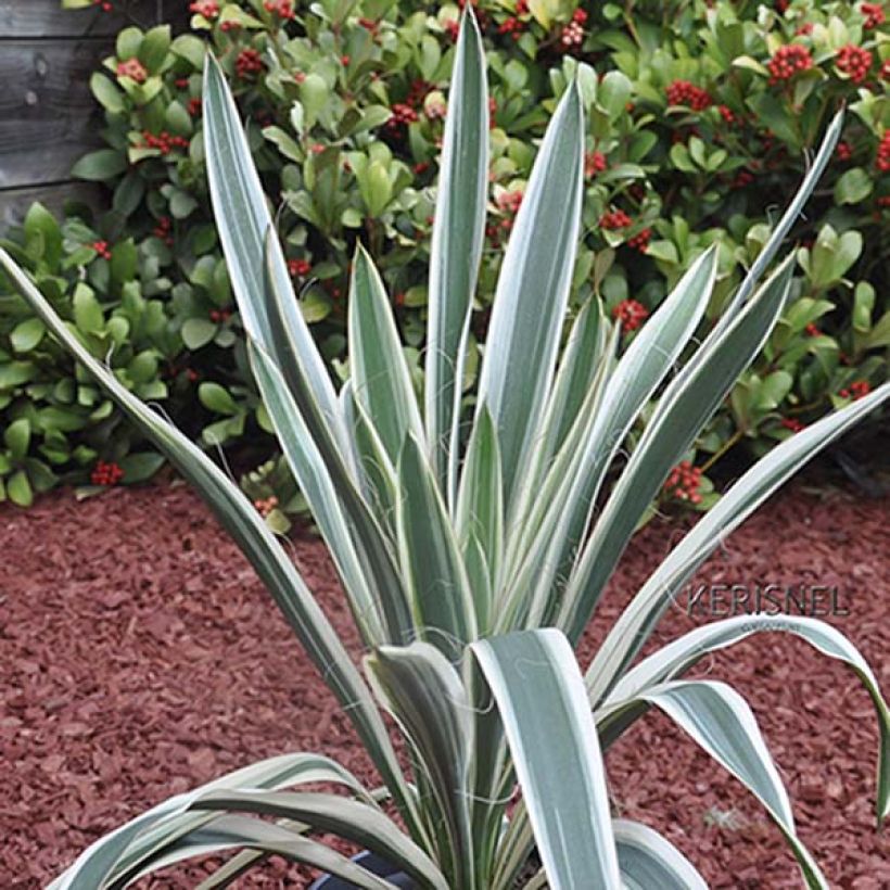 Yucca filamentosa Ivory Tower (Plant habit)