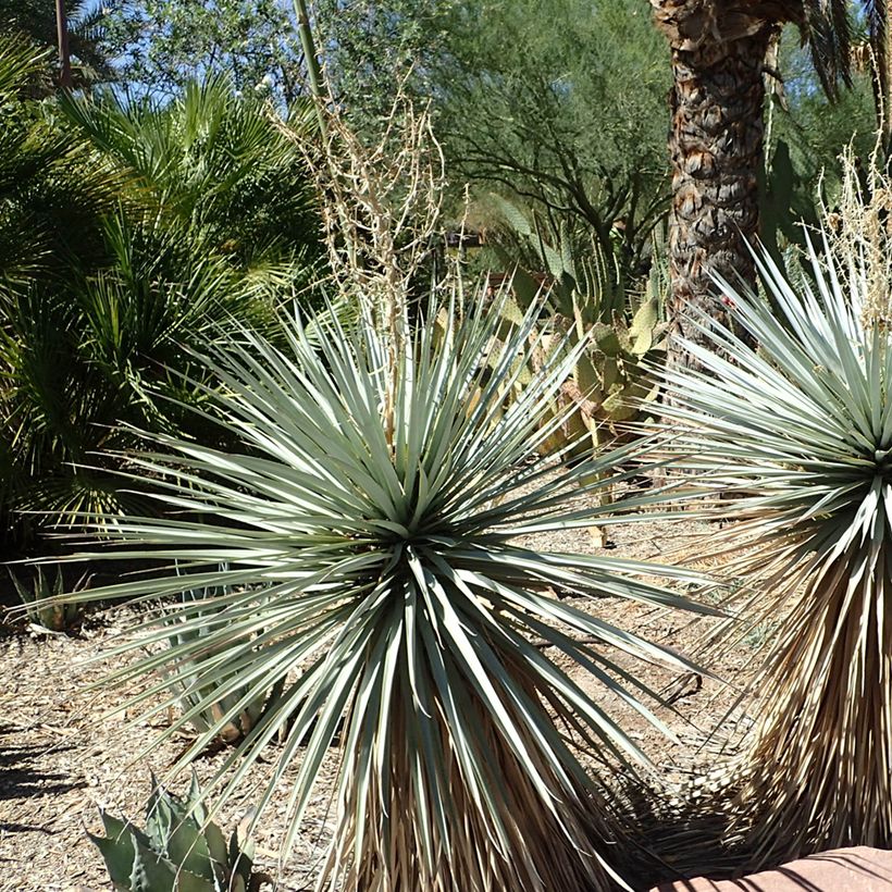 Yucca rigida Blue Sentry - Yucca sentinelle bleue (Plant habit)