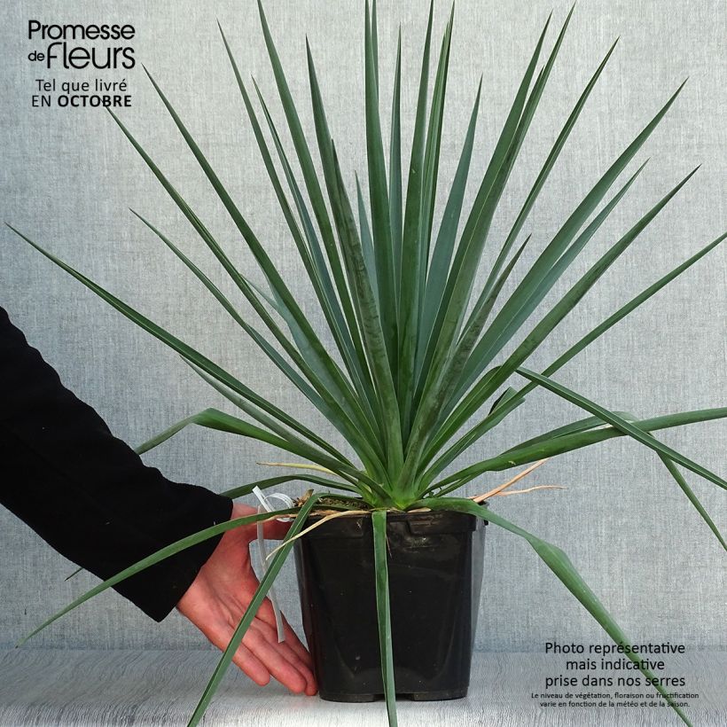 Example of Yucca rigida Blue Sentry - Yucca sentinelle bleue Pot de 3L/4L as you get in automne