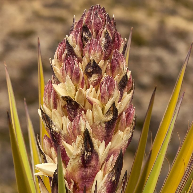 Yucca torreyi - Yucca de Torrey (Flowering)