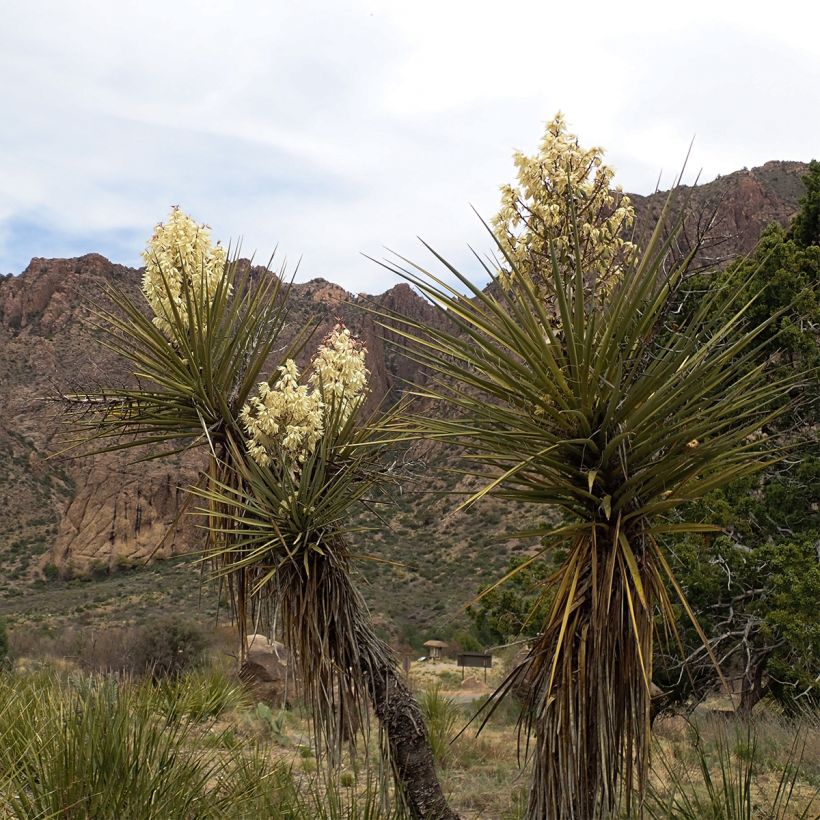 Yucca torreyi - Yucca de Torrey (Plant habit)