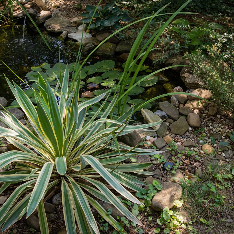 Yucca gloriosa Variegata - Dague espagnole (Plant habit)