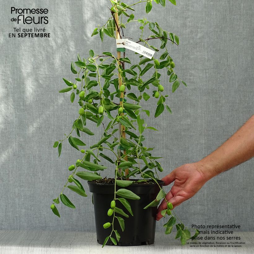 Example of Ziziphus jujuba Abundance - Jujubier Pot de 3L/4L as you get in automne