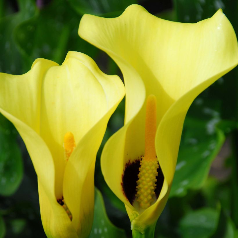 Arum ou Calla jaune à gorge noir - Zantedeschia Black Magic (Flowering)