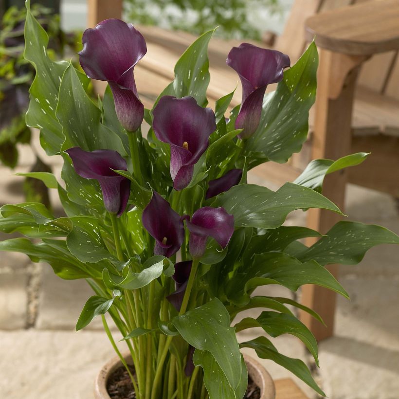 Arum ou Calla à fleurs violet sombre - Zantedeschia Captain Reno (Plant habit)