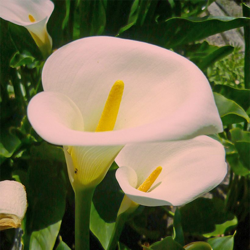 Zantedeschia aethiopica Pink Mist - Arum d'Ethiopie rose pâle. (Flowering)