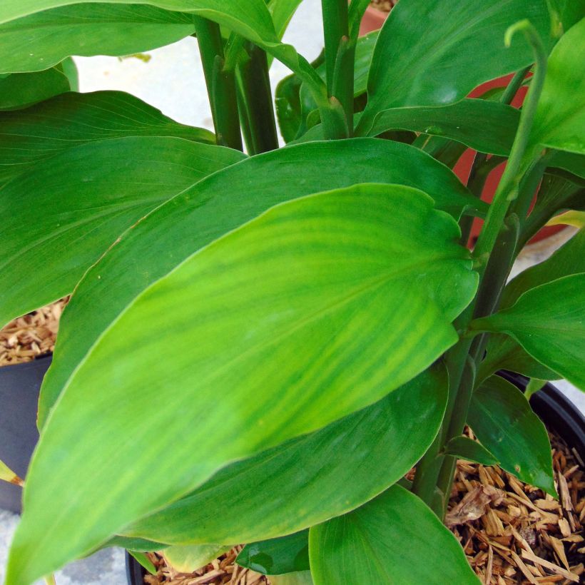 Gingembre japonais - Zingiber mioga (Foliage)