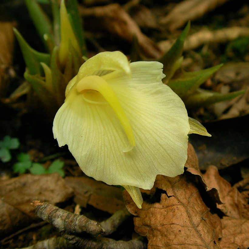Gingembre japonais - Zingiber mioga (Flowering)
