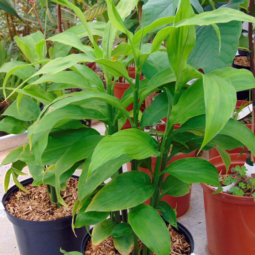 Gingembre japonais - Zingiber mioga (Plant habit)