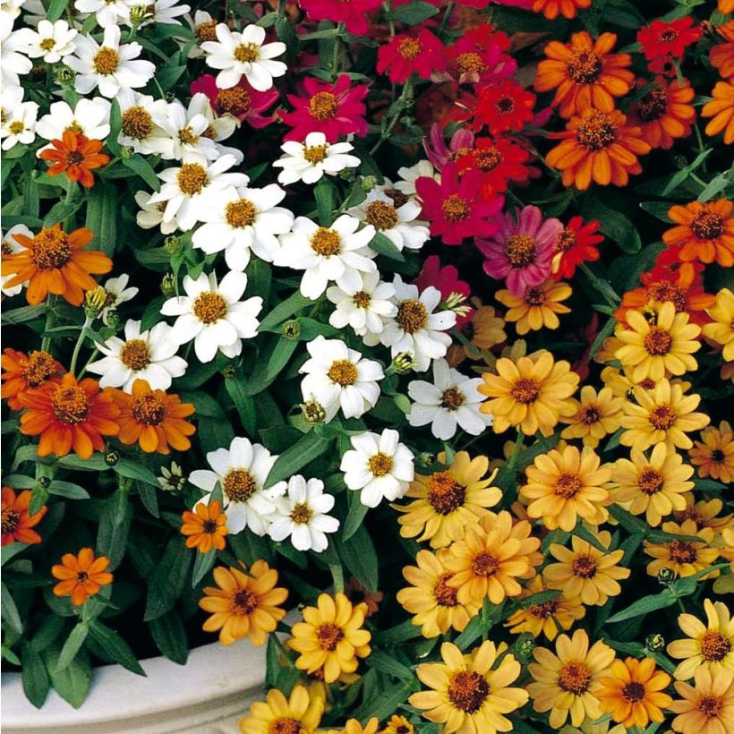 Zinnia Profusion Double mélange Mini-mottes (Flowering)