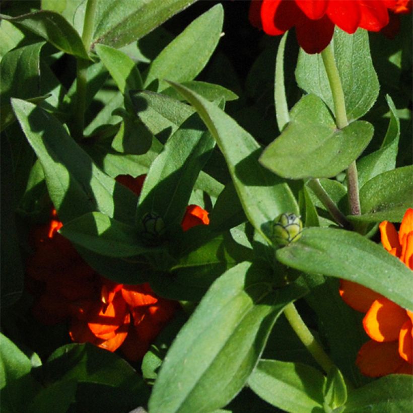 Zinnia Zahara Double Fire (Foliage)